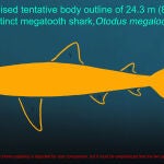 Esbozo tentativo revisado del cuerpo del tiburón megadentado extinto Otodus megalodon de 24,3 metros (80 pies). Notas importantes: 1) la forma, el tamaño y la posición exactos de la mayoría de las aletas siguen siendo desconocidos según el registro fósil actual; y 2) se representa a un humano adulto (Homo sapiens) para comparación de tamaño, pero es importante enfatizar que ambas especies nunca coexistieron.