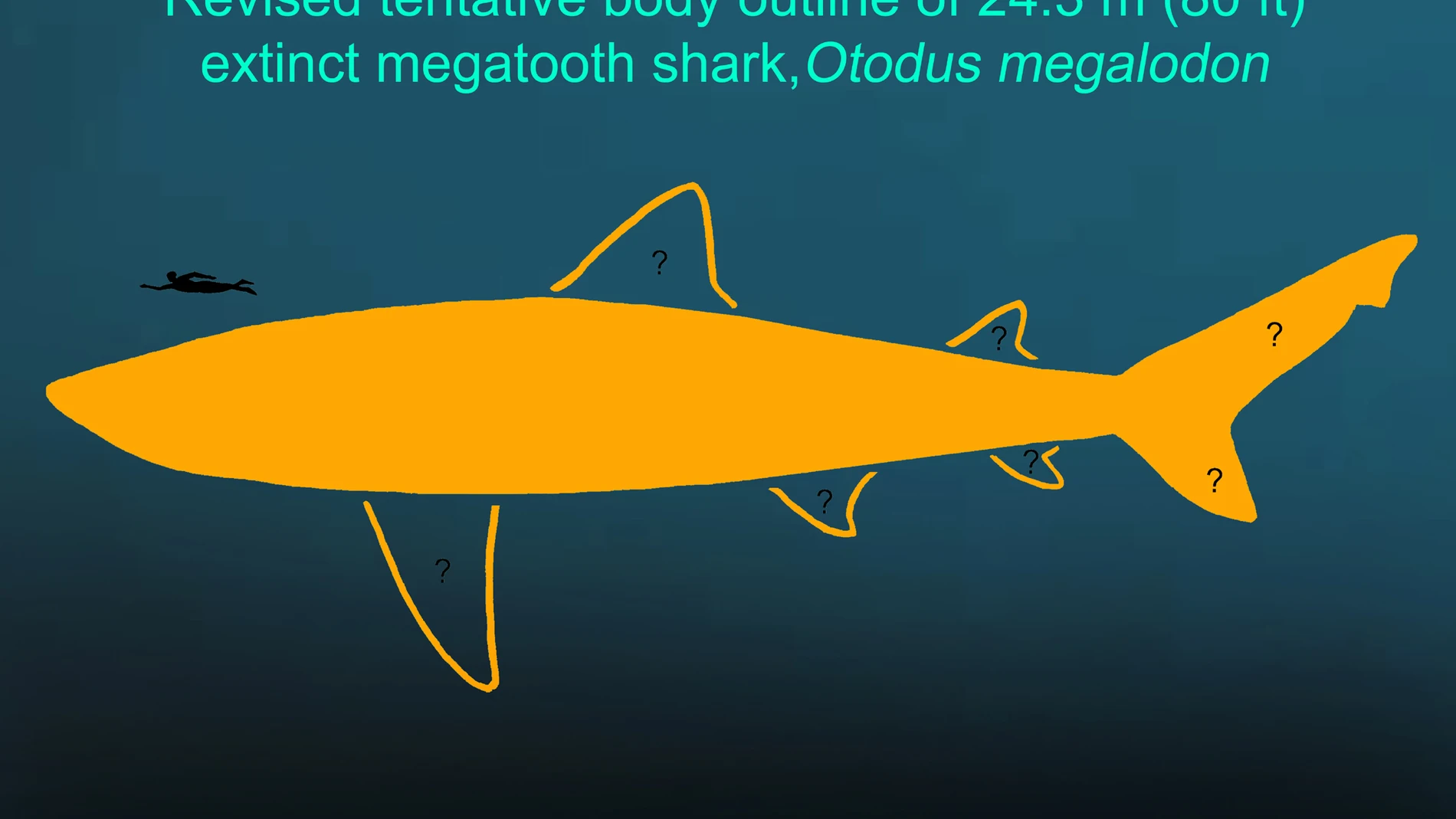 Esbozo tentativo revisado del cuerpo del tiburón megadentado extinto Otodus megalodon de 24,3 metros (80 pies). Notas importantes: 1) la forma, el tamaño y la posición exactos de la mayoría de las aletas siguen siendo desconocidos según el registro fósil actual; y 2) se representa a un humano adulto (Homo sapiens) para comparación de tamaño, pero es importante enfatizar que ambas especies nunca coexistieron.