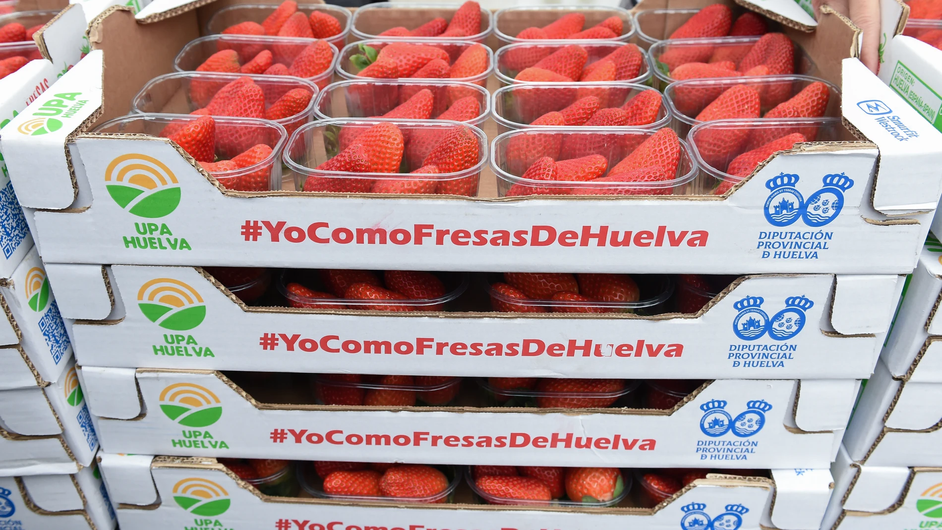 Varias cajas con fresas durante el reparto de tarrinas de fresa por parte de la Unión de Pequeños Agricultores y Ganaderos (UPA), en la Puerta del Sol, a 6 de marzo de 2025, en Madrid (España). La UPA reparte más de 2.000 tarrinas de fresas de Huelva en el kilómetro 0 para promocionar el consumo de este productor. En el último año, los españoles han consumido 2,32 kilos/per cápita de fresas. 06 MARZO 2025;FRESAS;HUELVA;REPARTO;SALUD;COMIDA;SANA;FRUTA Gustavo Valiente / Europa Press 06/03/2025