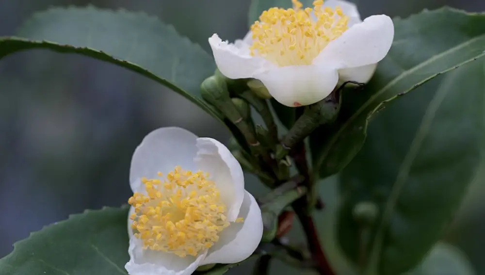 Camelia sinensis.