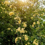 Esta es la planta trepadora que tiene flores casi los 365 días del año
