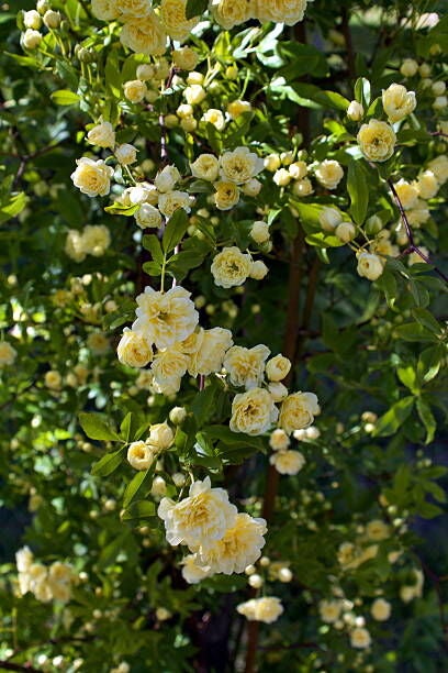 Rosal de Banksia