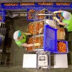 Trabajadoras del sector del manipulado envasan tomate envasado en una fábrica almeriense 