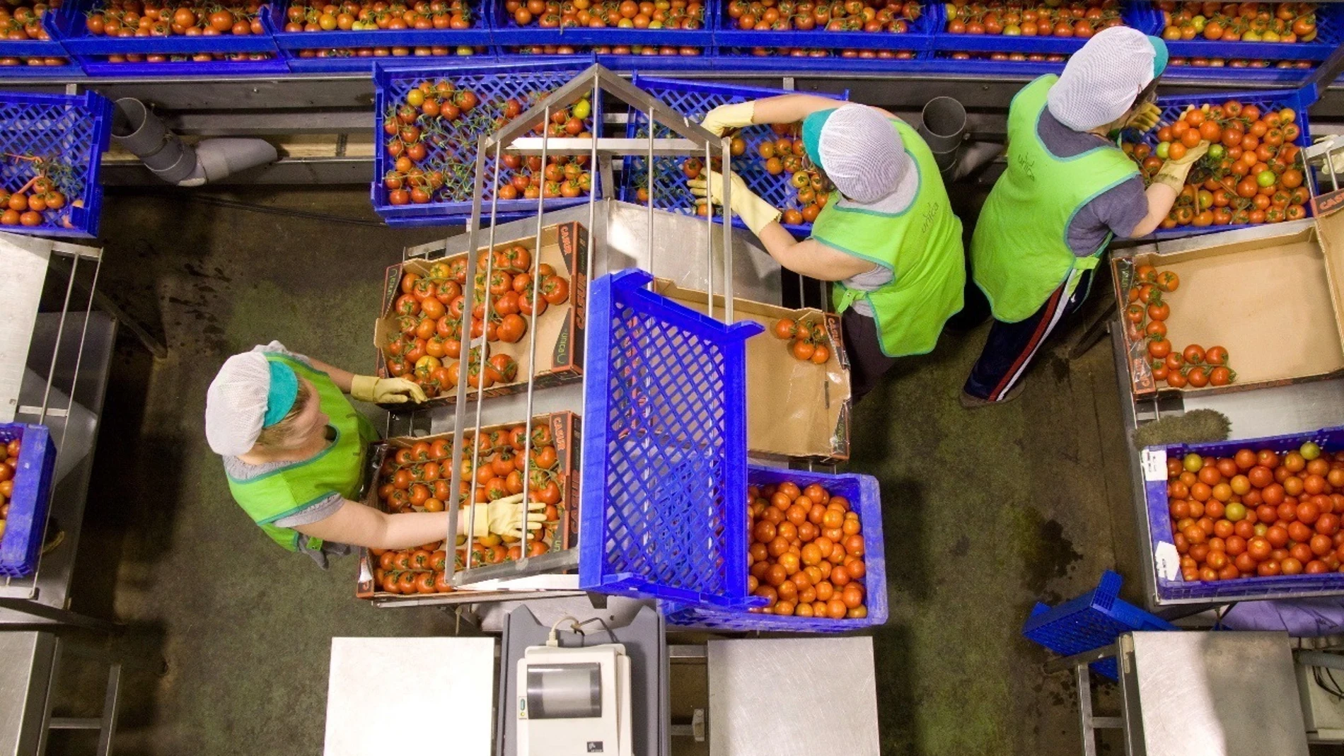 Trabajadoras del sector del manipulado envasan tomate envasado en una fábrica almeriense