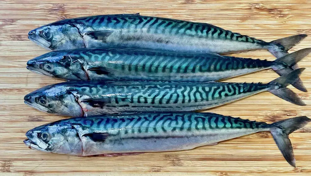 Caballa, uno de los pescados más saludables