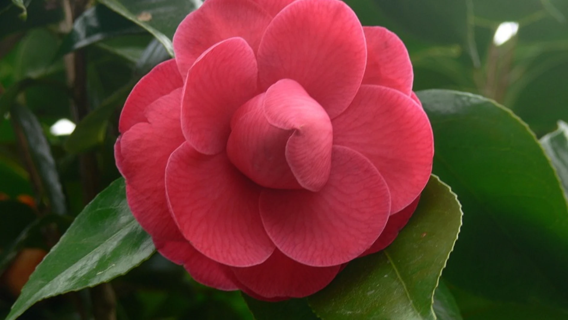 Flor de camelia.
