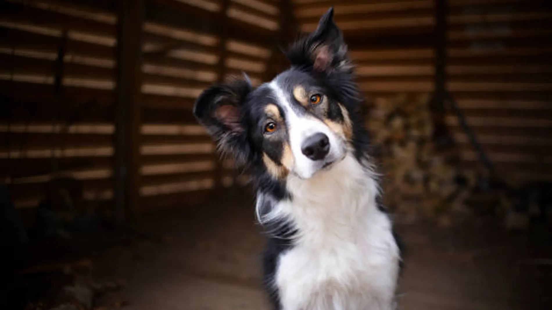 ¿Qué raza de perro eres según tu horóscopo?