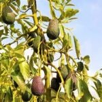 Los trucos de los jardineros para plantar aguacates en el jardín de casa