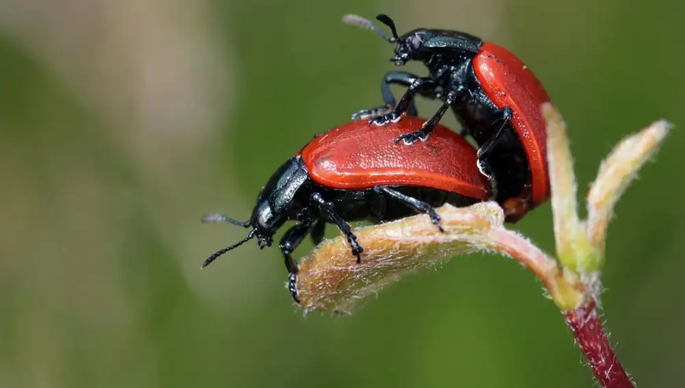 Insectos reprodciéndose