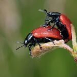Insectos reprodciéndose