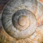 Concha en espiral