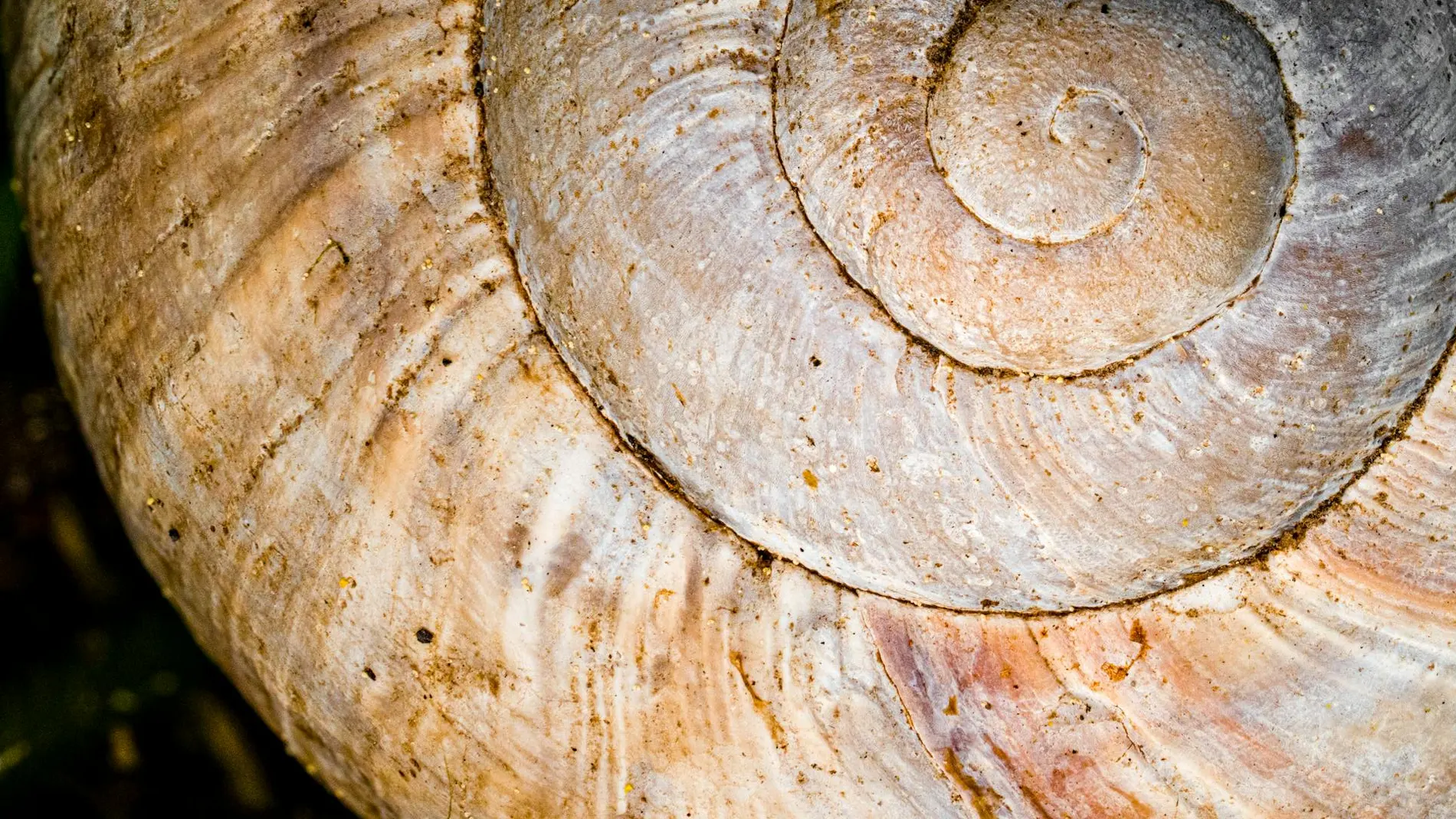 Concha en espiral