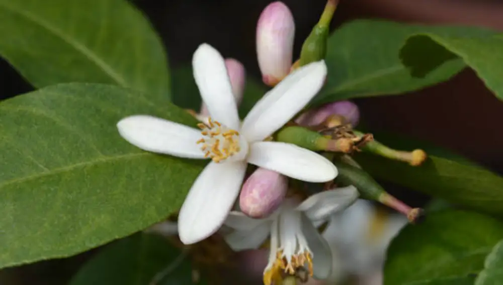 Azahar, flor del limonero