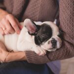 Los beneficios de acariciar a un perro para la salud: cómo hacerlo correctamente