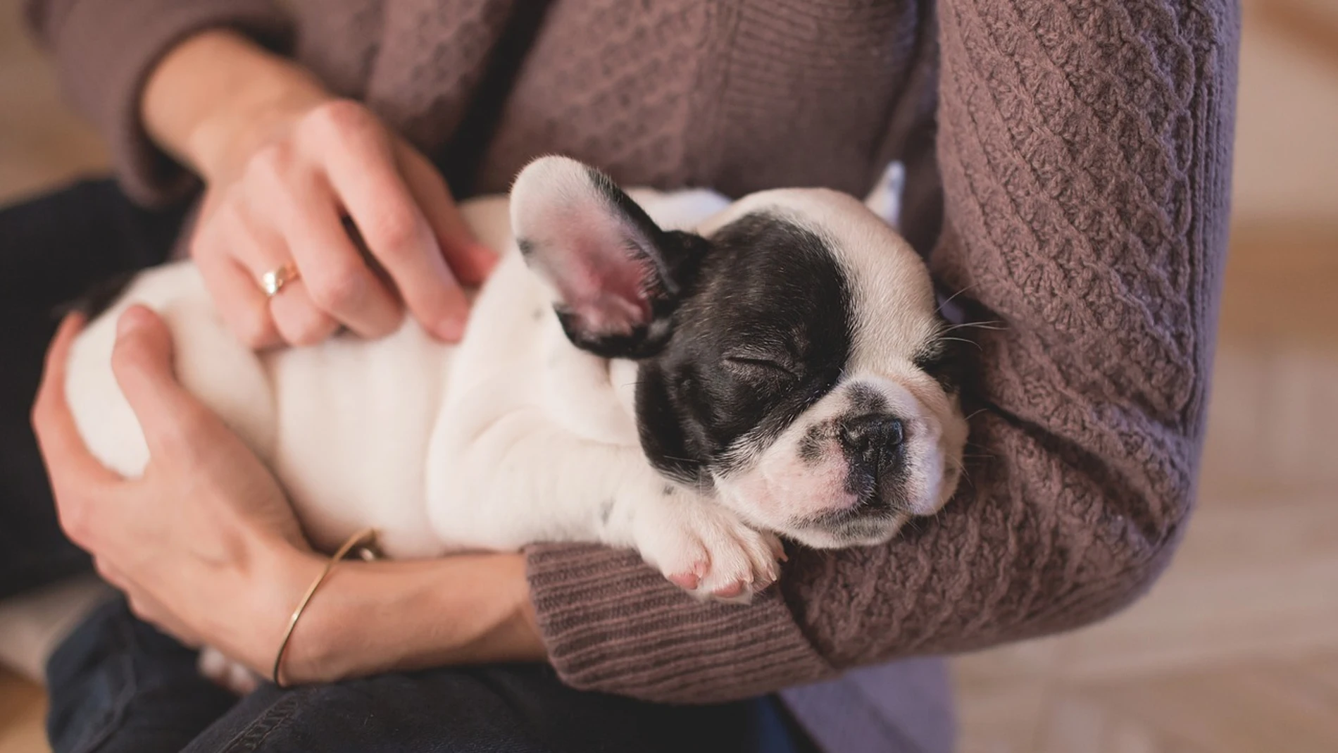 Los beneficios de acariciar a un perro para la salud: cómo hacerlo correctamente