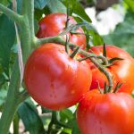 Cuándo plantar tomates para obtener los mejores resultados, según los expertos en jardinería 