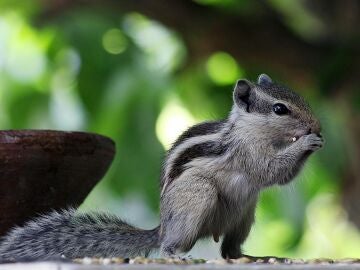 Ardilla en la naturaleza