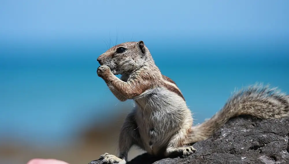 Ardilla moruna