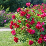 El truco para que en primavera tus rosales no tengan pulgones: hay que actuar ahora