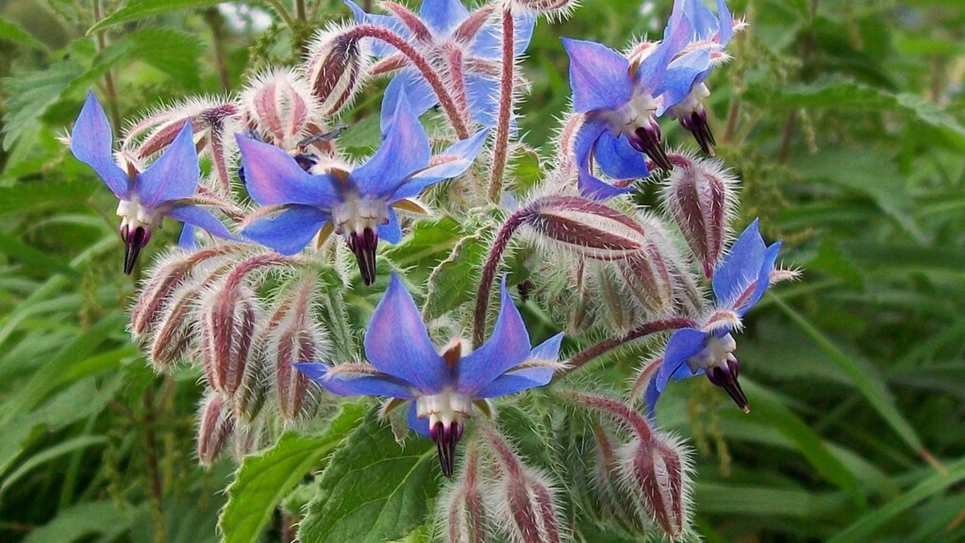 Borraja