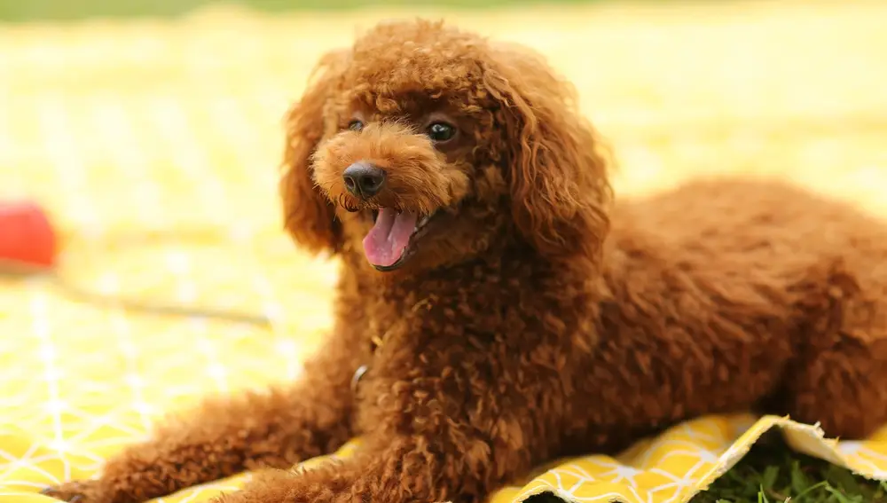 Caniche Toy