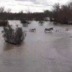 Rescate de caballos en el río Jarama, a la altura de Algete