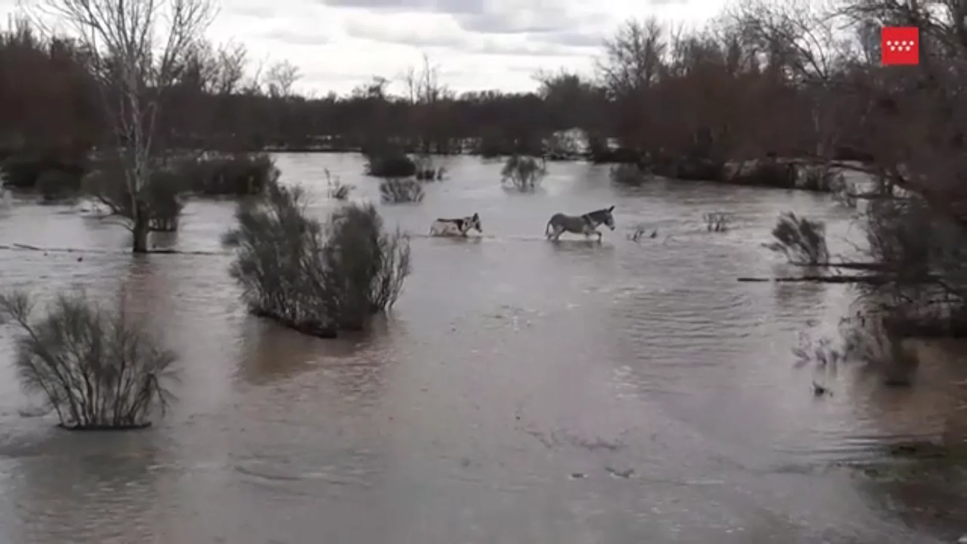 Rescate con caballos en el río Jarama
