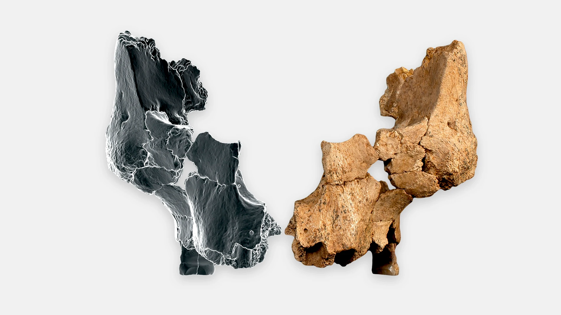 Fósil original junto al lado derecho reflejado mediante técnicas de imagen 3D del rostro de un homínido asignado a Homo affinis erectus REMITIDA / HANDOUT por MARIA D. GUILLEN / IPHES-CERCA Fotografía remitida a medios de comunicación exclusivamente para ilustrar la noticia a la que hace referencia la imagen, y citando la procedencia de la imagen en la firma 12/03/2025