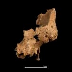 Fragmento (ATE7-1) izquierdo de la cara de un individuo asignado a Homo aff. erectus recuperado en el nivel TE7 de la Sima del Elefante (Sierra de Atapuerca, Burgos).