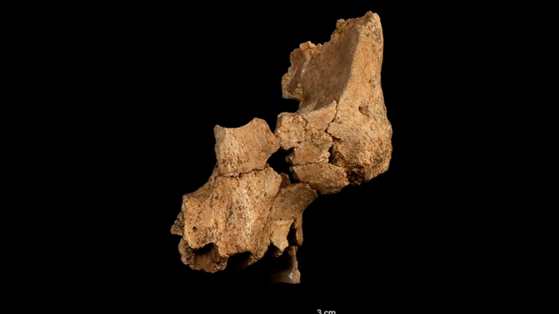 Fragmento (ATE7-1) izquierdo de la cara de un individuo asignado a Homo aff. erectus recuperado en el nivel TE7 de la Sima del Elefante (Sierra de Atapuerca, Burgos).