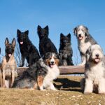 Razas de perros pequeños que no pierden pelo: tu casa estará siempre limpia