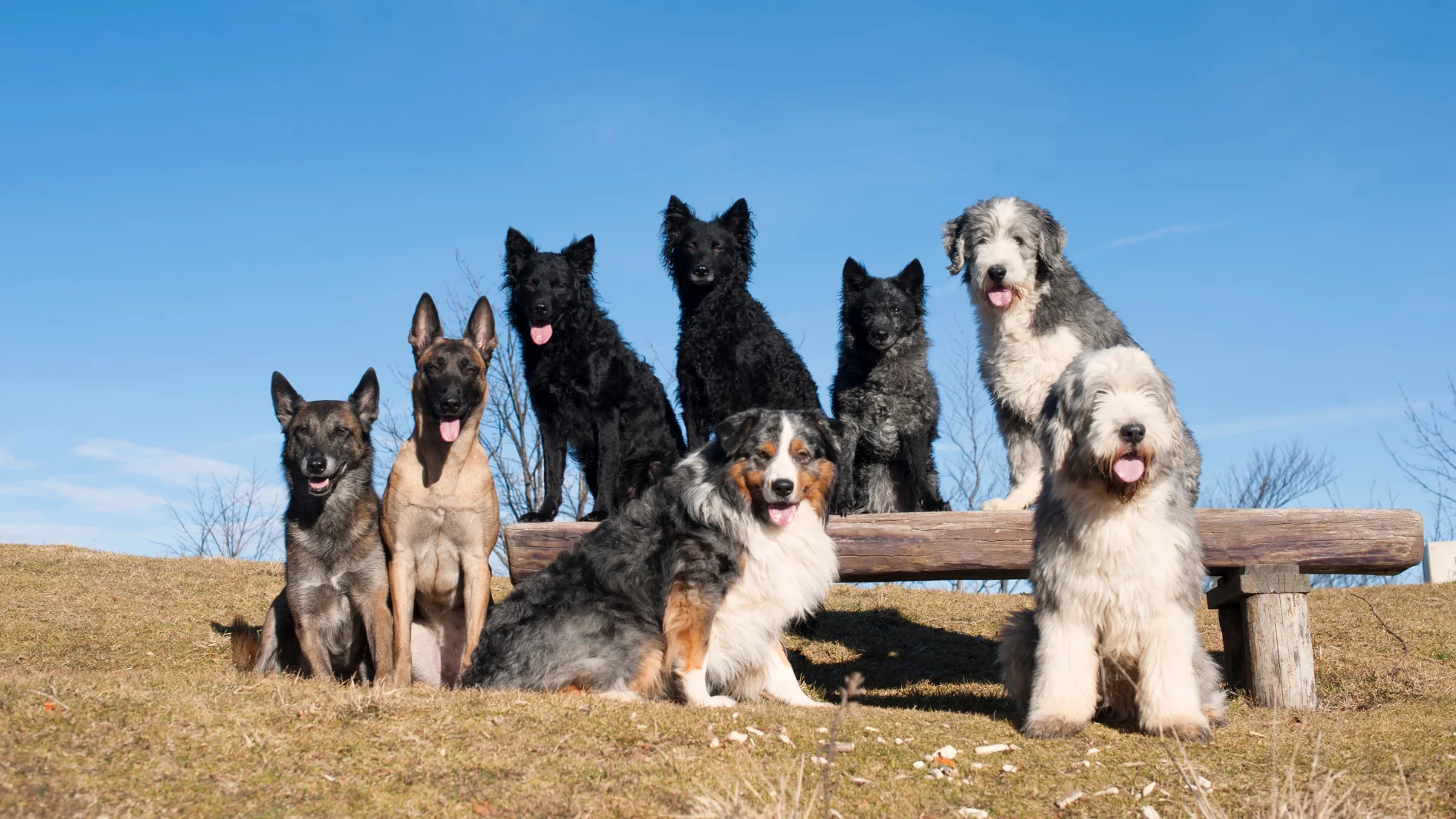 Razas de perros pequeños que no pierden pelo: tu casa estará siempre limpia