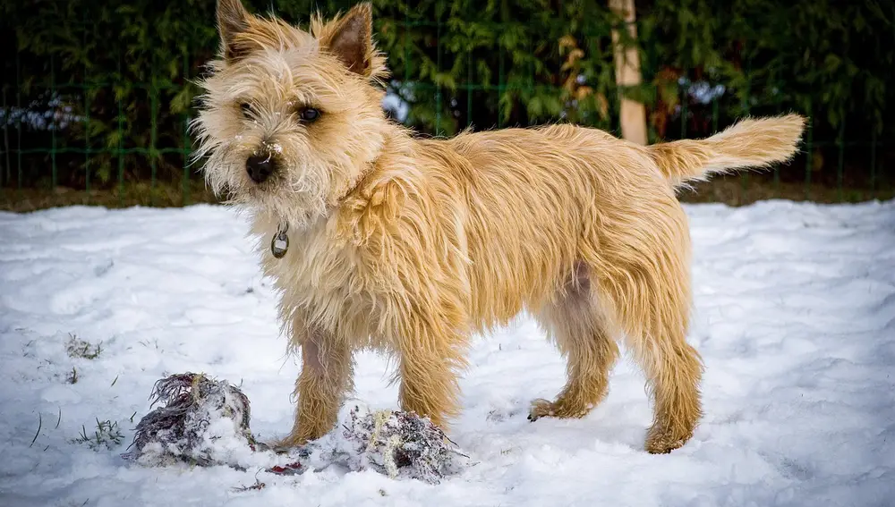 Cairn Terrier