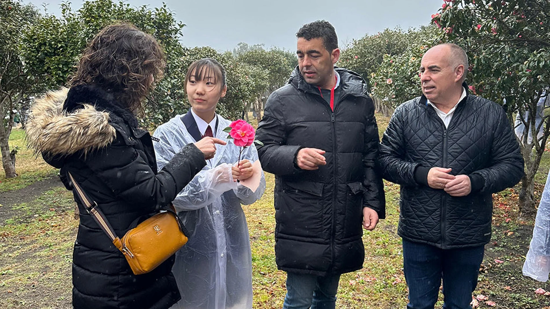 Pontevedra fortalece lazos con Japón para impulsar el cultivo y conocimiento de la camelia