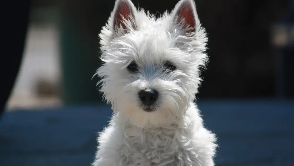 West Highland White Terrier