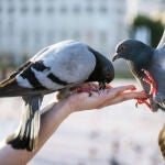 Palomas comiendo sobre una mano 