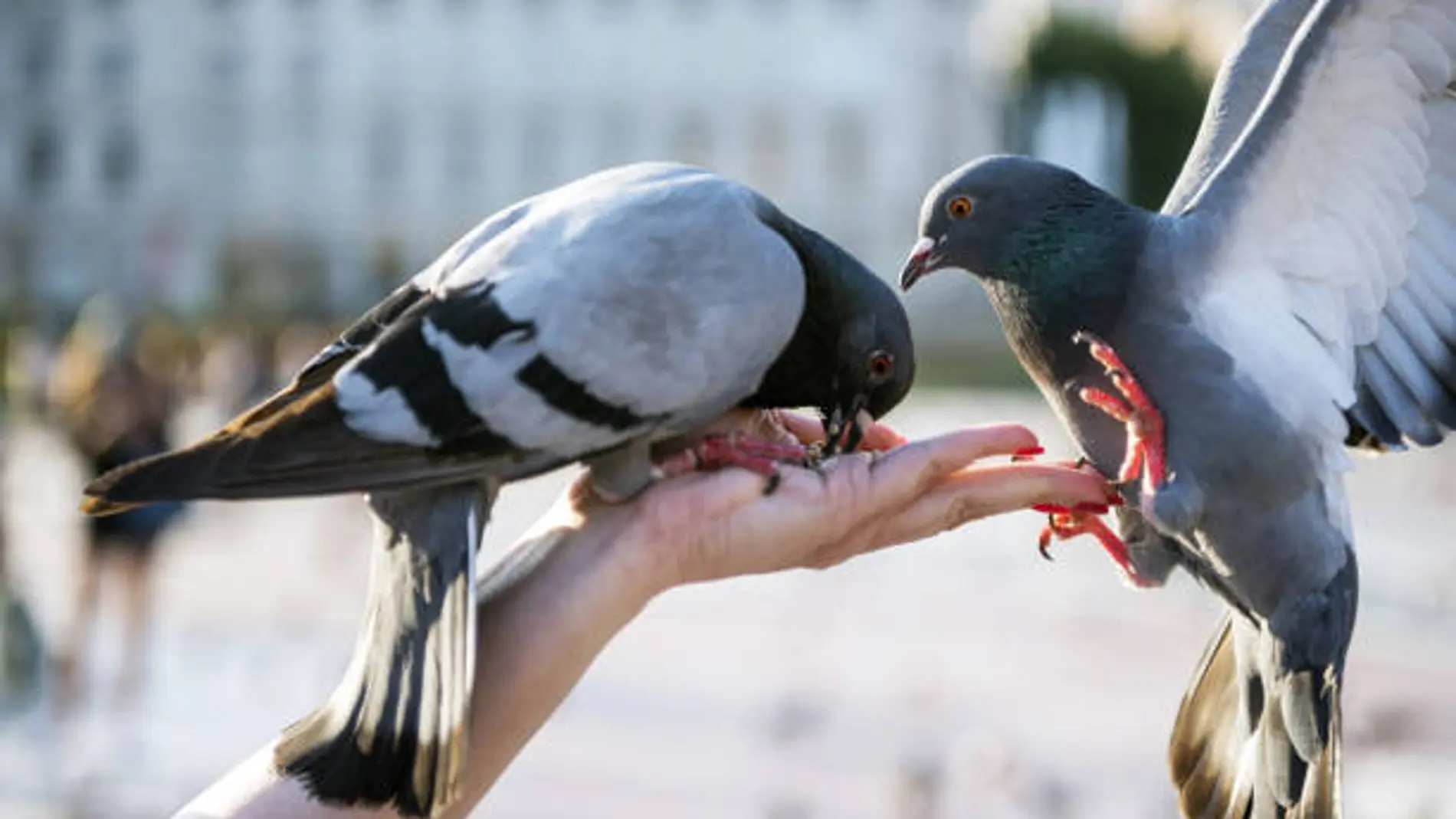 Palomas comiendo sobre una mano