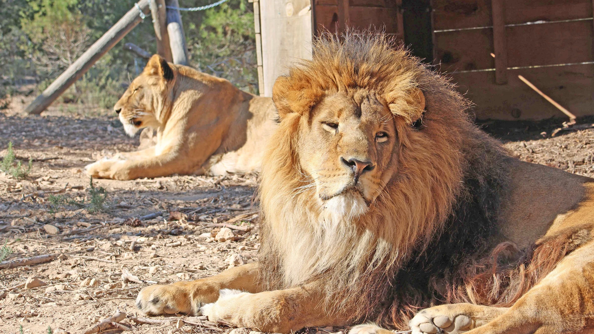 Dos leones rescatados de la guerra de Ucrania, reubicados en Sudáfrica tras recuperarse en Primadomus de Villena. REMITIDA / HANDOUT por AAP Fotografía remitida a medios de comunicación exclusivamente para ilustrar la noticia a la que hace referencia la imagen, y citando la procedencia de la imagen en la firma 12/03/2025