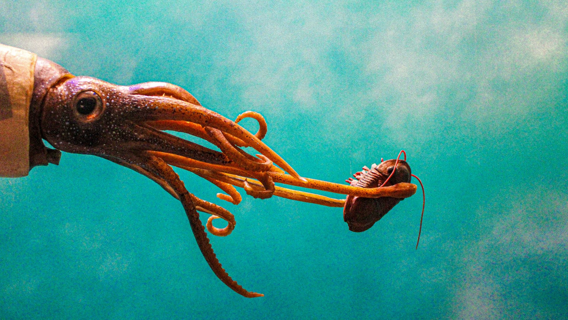 Monstruo marino gigante