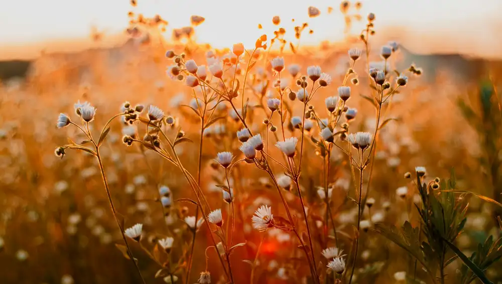 Primavera