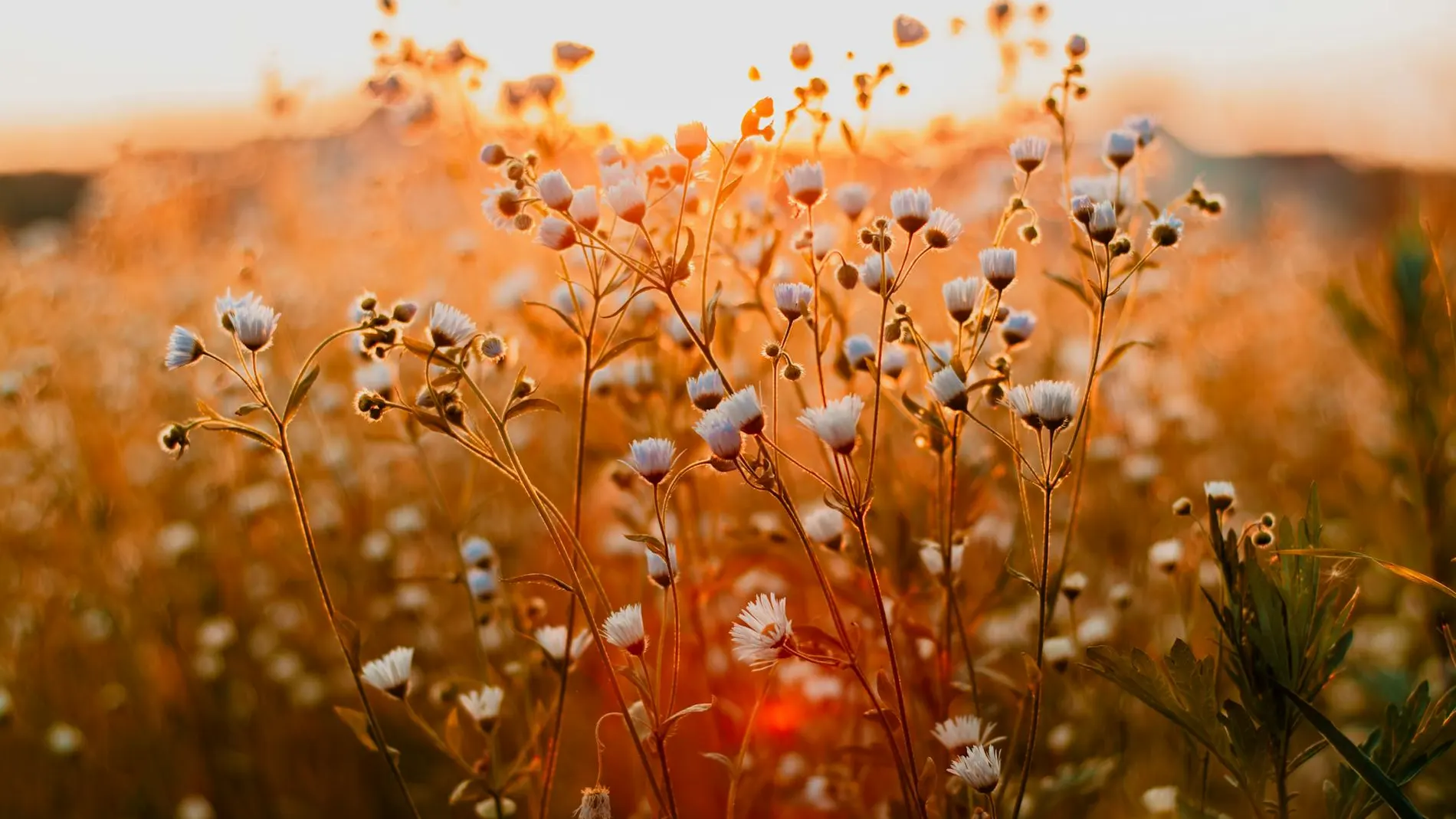 Primavera