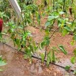 Economía.- COAG avisa de daños en cultivos hortícolas ante las "persistentes" lluvias en Andalucía