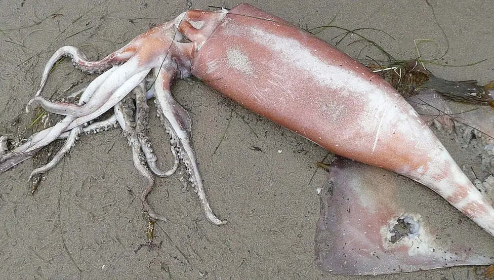 Calamar gigante muerto en la playa