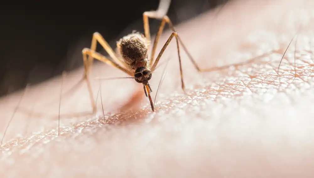 Mosquito alimentándose
