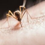 Mosquito alimentándose