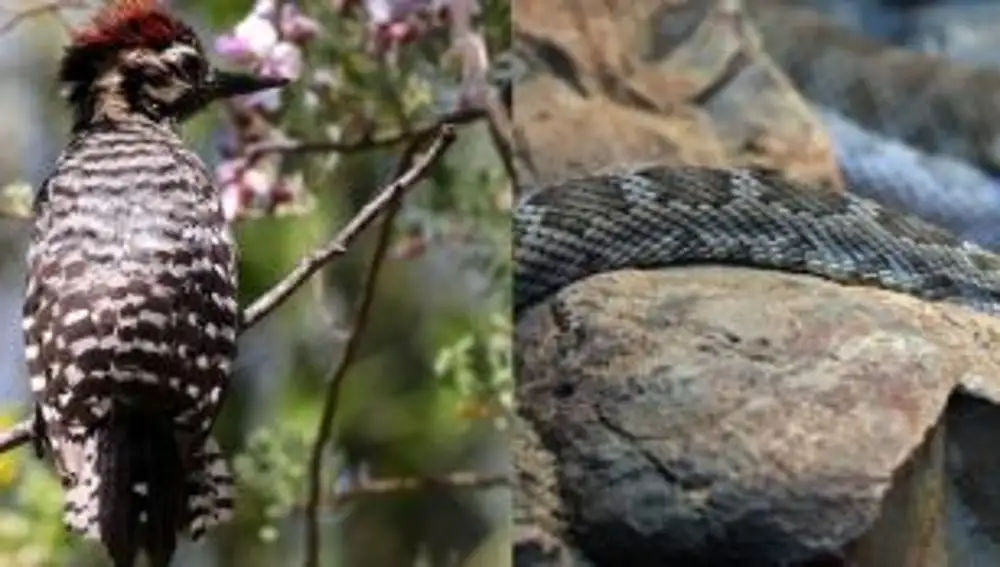Variantes endógenas de los animales de la isla Santa Catalina