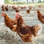 La OCU denuncia la subida de hasta un 25% en el precio de los huevos en las dos ultimas semanas