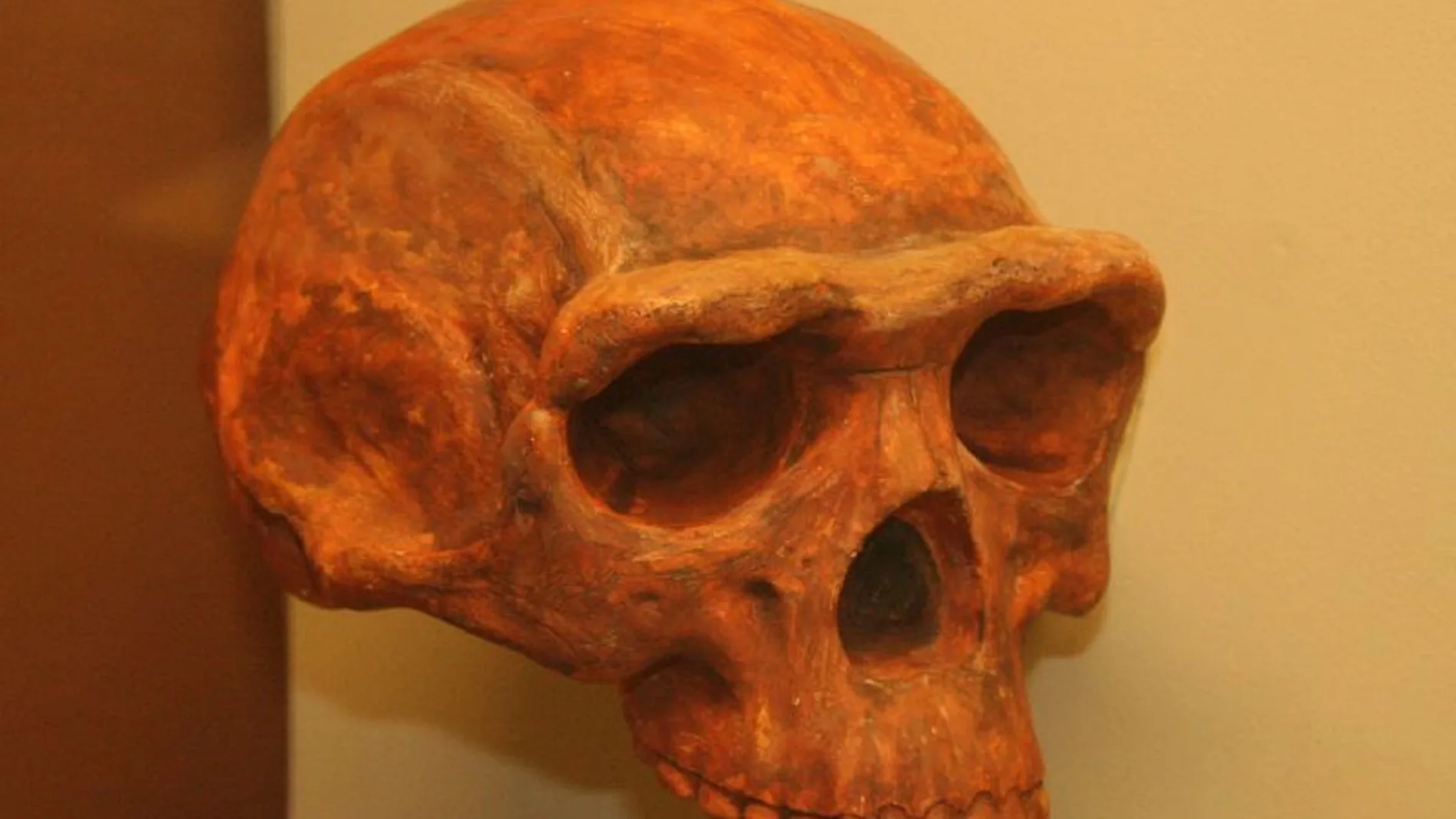 Homo erectus del Museo de Historia Natural, Ann Arbor, Míchigan. La especie que pudo haber protagonizado el capítulo que, hasta ahora, no conocíamos.