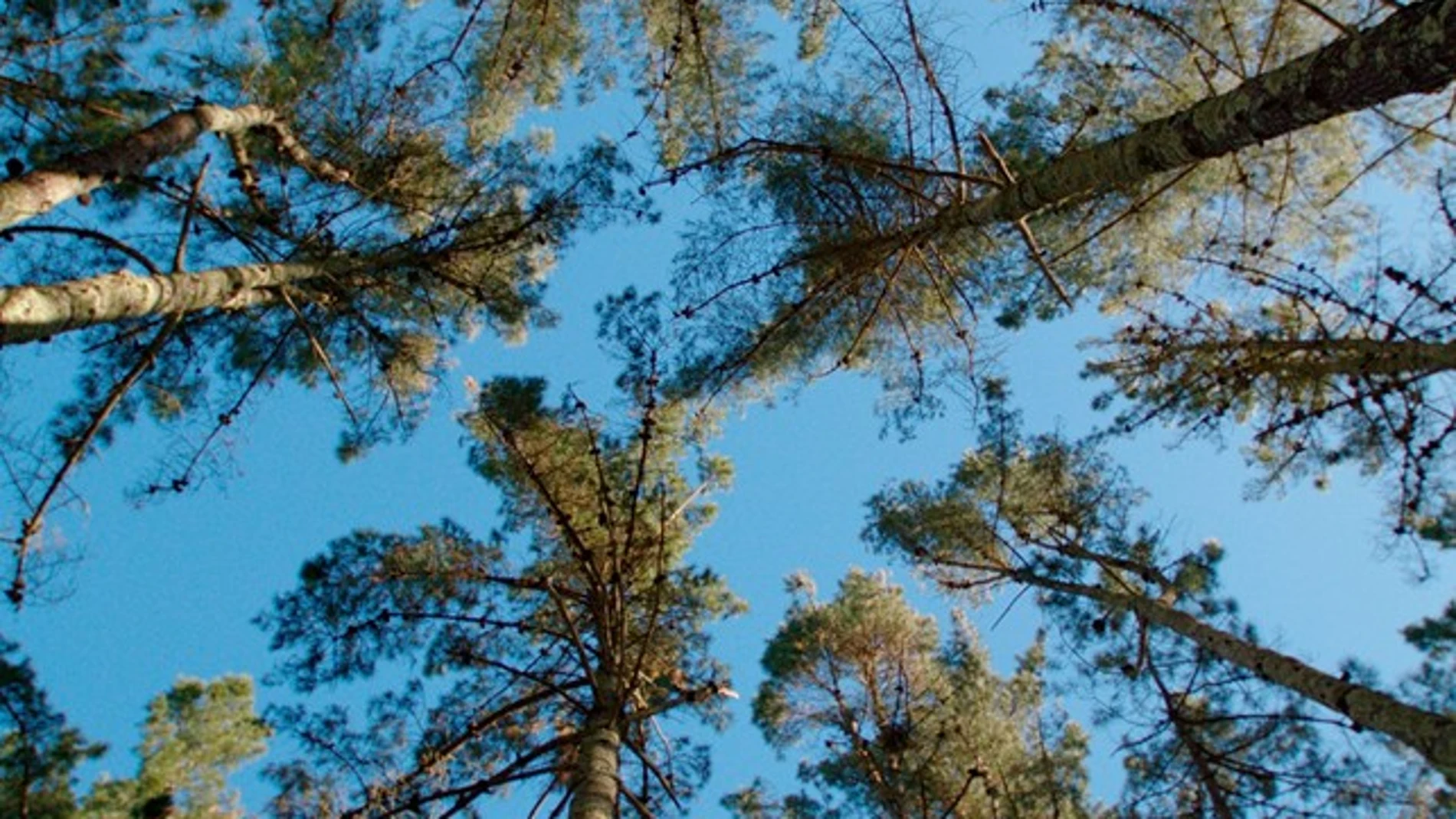 Los árboles son los pulmones verdes del mundo