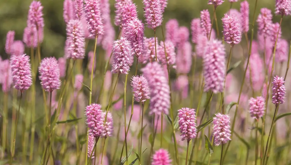 Flores de primavera